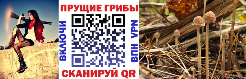 Купить  Хотьково  Галлюциногенные грибы мицелий 